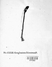 Geoglossum hirsutum image